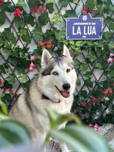 Amiga Alonso mascota